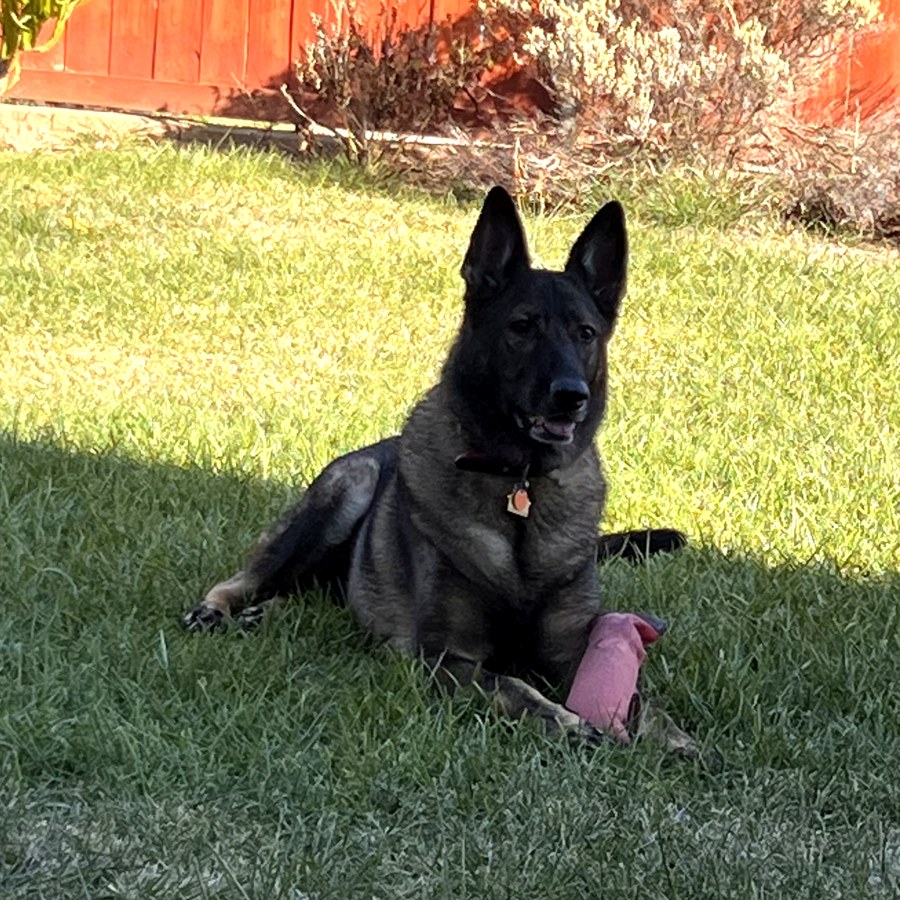 Ruby, the Mora family's German Shepherd, lying on the grass with her toy
